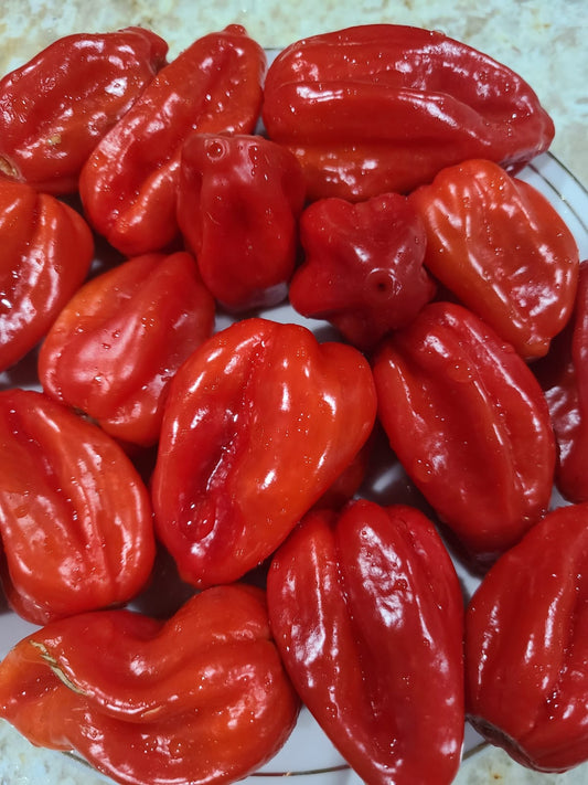 Habenero Pepper(Red/Orange/Green)