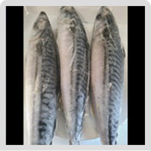 Norwegian Macreal Fish 3 pieces